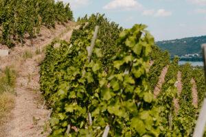 Vignes de la Vallée du Rhône