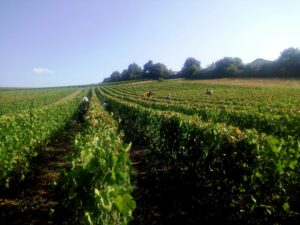 vignes du domaine de Sandar, producteur de magnum beaujolais rouge