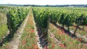 Vignes du vin bio Chinon au Domaine de la Lande