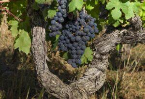 Vendanges du Côtes du Rhône Vieilles vignes