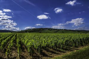 Vignoble du Savigny les Beaune