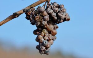 Botrytis Cinerea pour produire le vin liquoreux