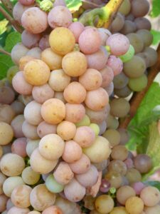 Le pinot gris