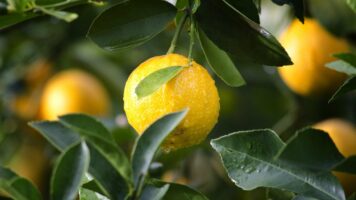Digestif de l'été Lemon et Menthe poivrée Jacoulot