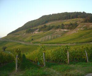 Vignes de Mondeuse sur coteau de Jongieux