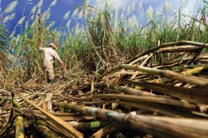 Culture de canne à sucre pour produire le Vanua rhum