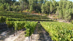 Vignes d'Ardèche donnant le Terra Noé