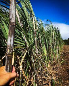 Culture de canne à sucre pour produire le rhum agricole Depaz