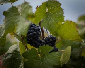 Pinot noir cultivé au Château de Meursault