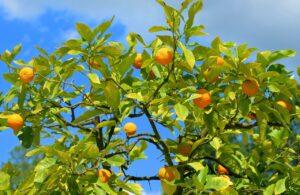 Mandarines pour la production de la Lutine