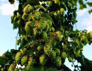 Culture de houblon pour produire la bière ambrée du Sornin