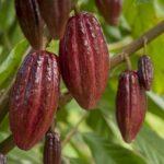 Culture de cacao au Guatemala pour produire le Secha de la Silva