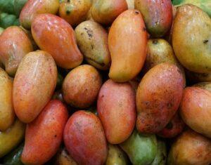 Fruits pour la production de la bière à la mangue