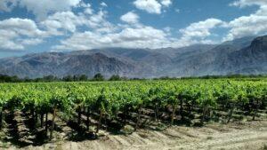 Vignoble de Mendoza en Argentine