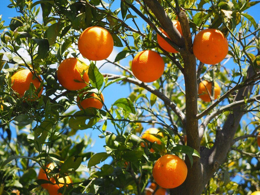 Oranges pour réaliser le Ravani