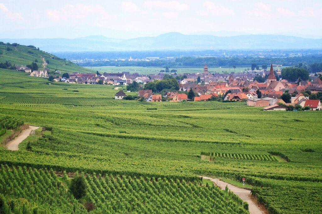 Vignoble d'Alsace étape du Tour de France des Vins