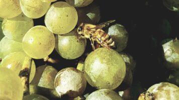 raisins des vignerons engagés