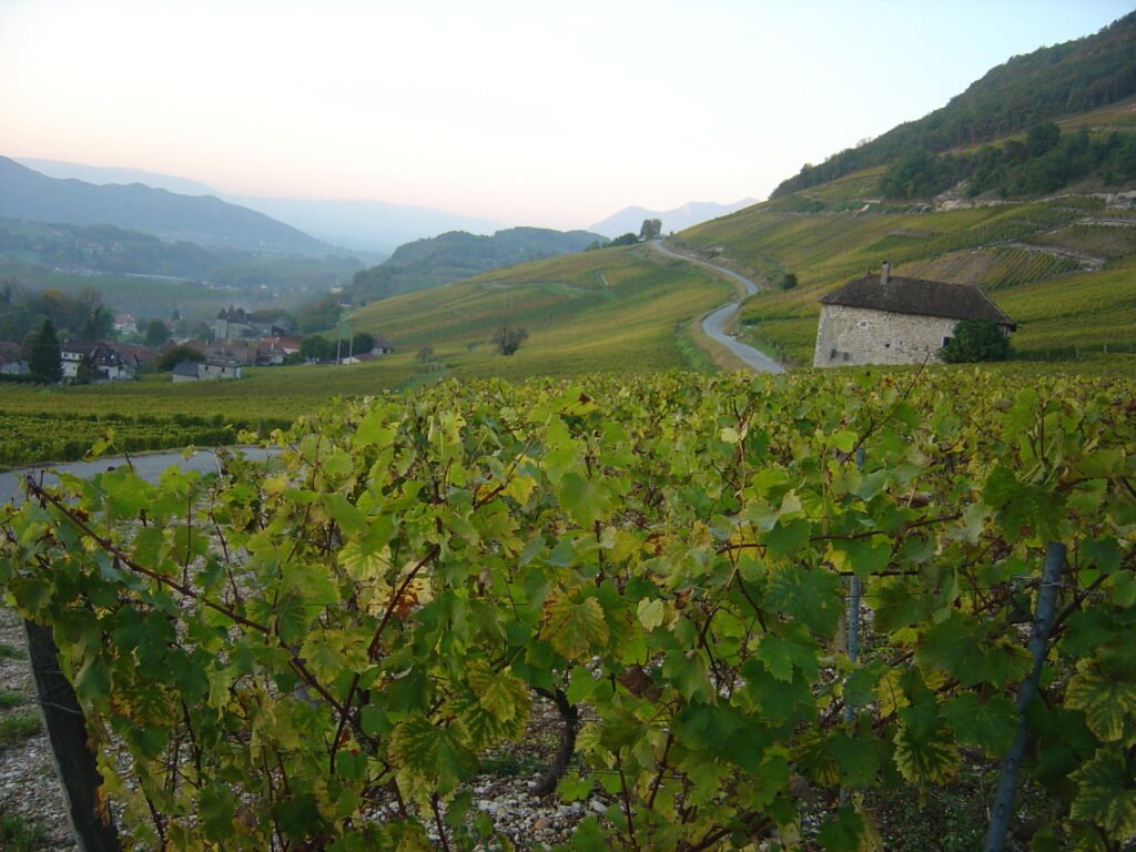 Les Vins de Savoie produits à Jongieux