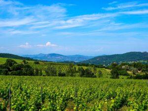 Vignoble du Côtes du Rhône blanc Chevalier d'Anthelme