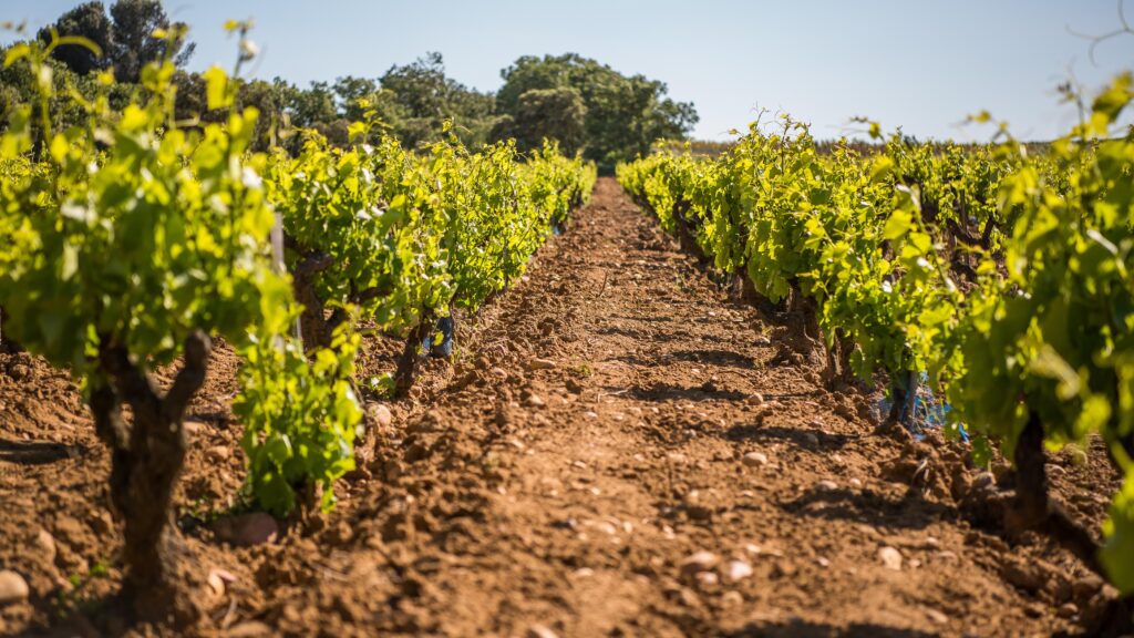 Vignoble de Châteauneuf du Pape