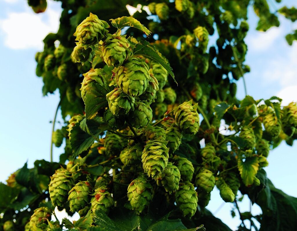 Houblon pour produire les bières neipa et ipa