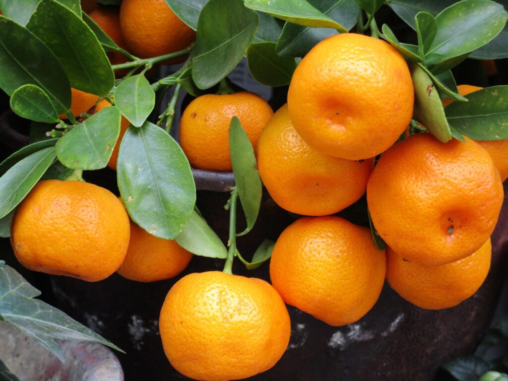 Mandarines