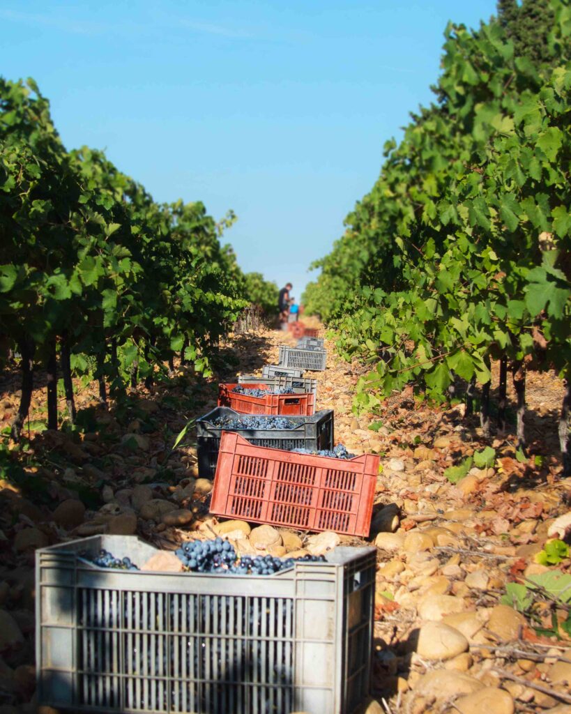 Vendanges chez les Vignerons du Castelas