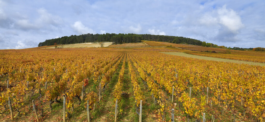 Vieilles Vignes du Château de Marsannay