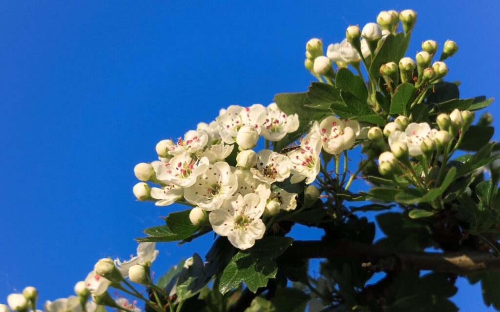 Fleur d'aubépine