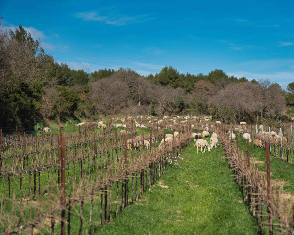 Terroir du Lirac Domaine Respelido