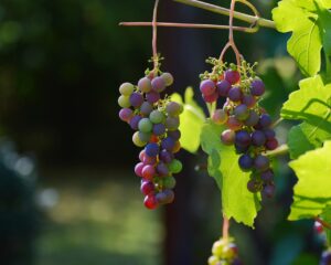 congerdesign-grapes-1659118_1280