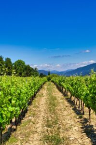 roses_street-vine-5835322_1280