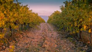 rperucho-vineyard-3831442_1280