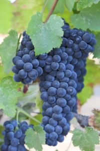 thewinemix0-grapes-921467_1280