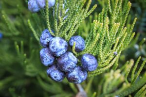 ilonaburschl-juniper-berries-7045341_1280
