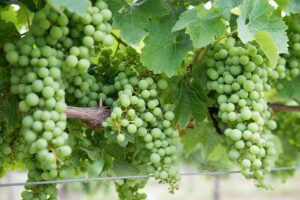 jane2494-grapes-2220615_640