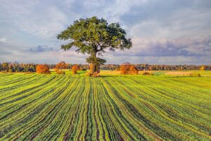 valerarychman-tree-8668939_1280