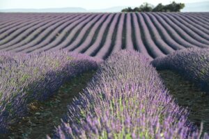 dormeur74-lavender-8490878_640