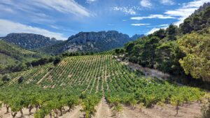 perecedric-the-dentelles-de-montmirail-5613800_1280