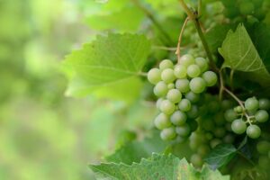 congerdesign-fruit-6630377_640