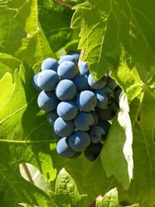 makamuki0-grape-1682100_1280