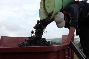 richarem-a-grape-picker-2408670_640
