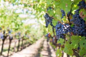 jillwellington-grapes-553462_1280 (1)