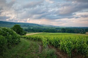 tama66-vineyard-6399505_1280