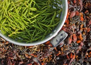 andyballard-samphire-1164952