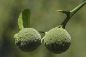 derweg-yuzu-4408660