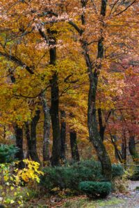 pexels-season-18634703