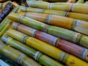 schreib-engel-sugar-cane-276242_1280 (1)