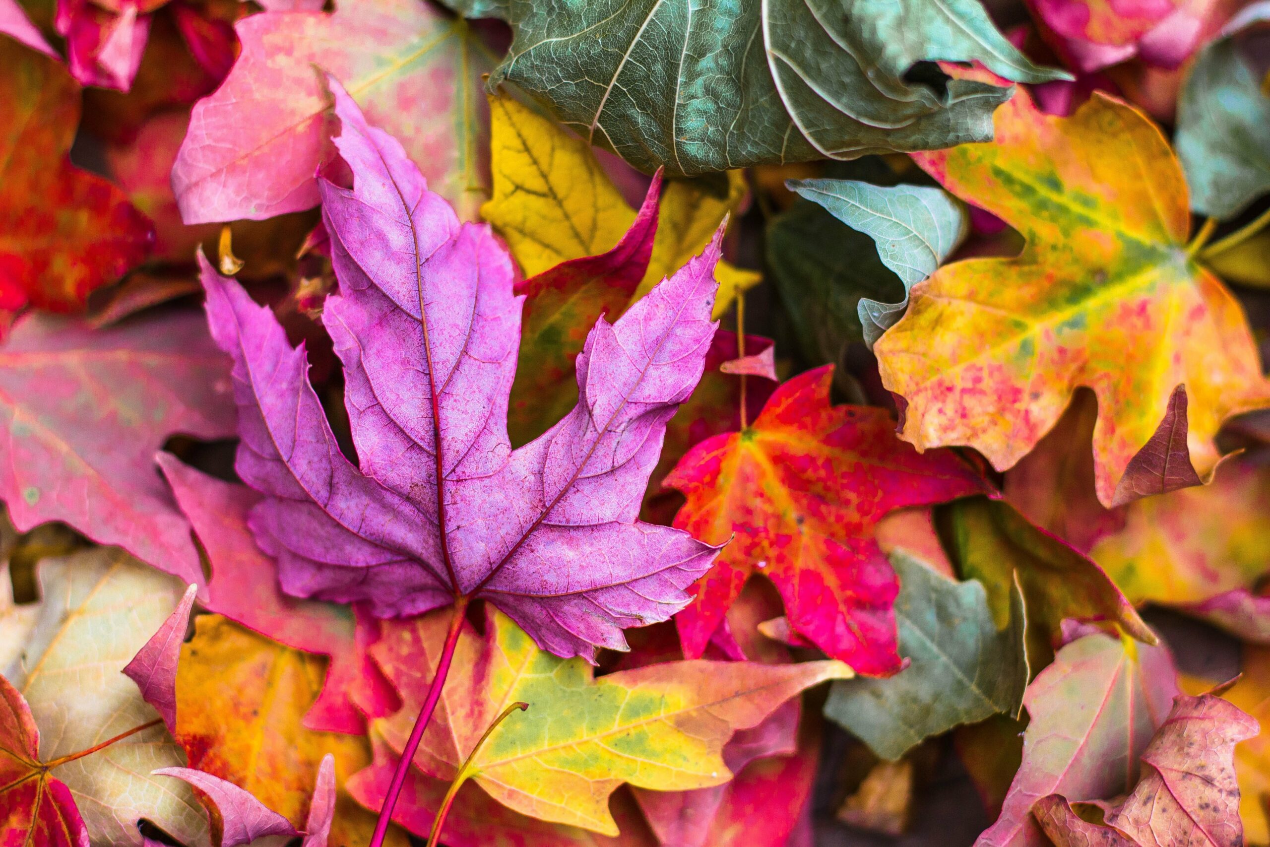 stocksnap-colorful-2609978